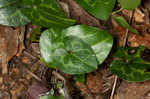 Largeflower heartleaf